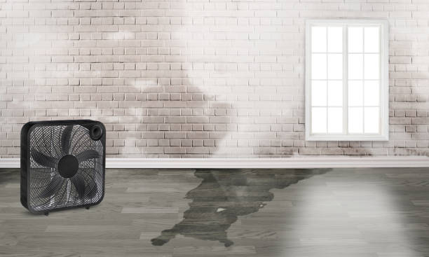 Best Mold removal after water damage  in Glasgow Village, MO